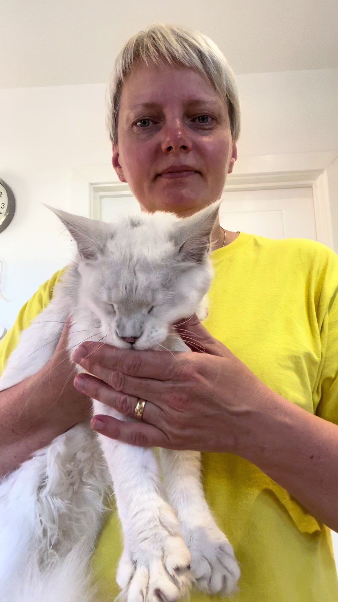 @Meercats MaineCoon