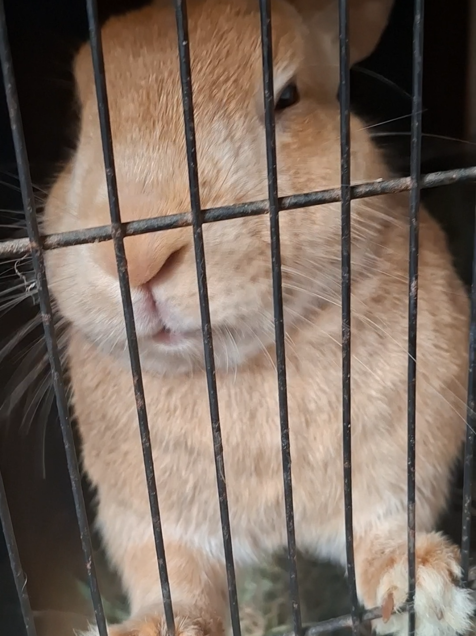 @Bunny Family
