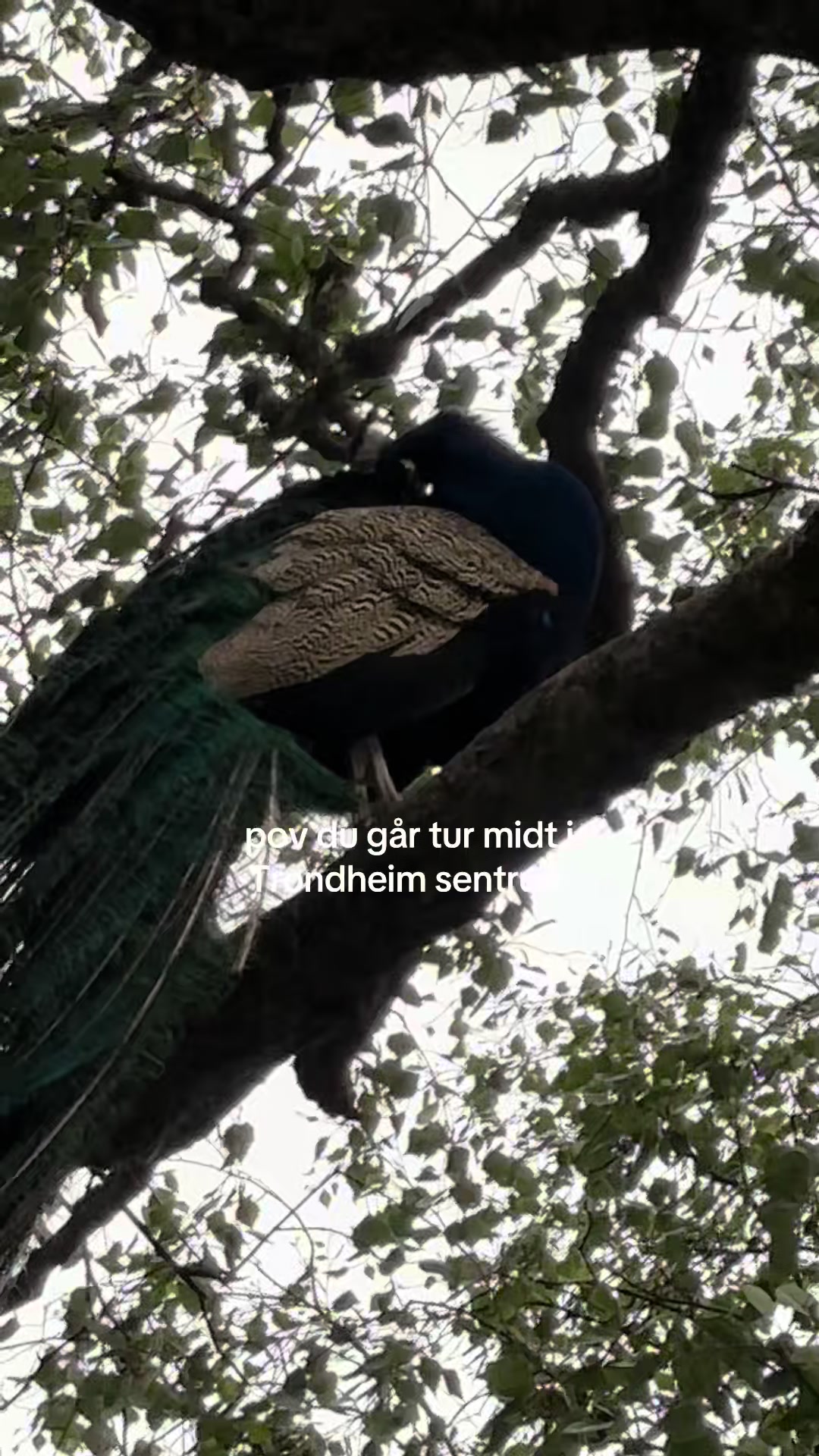 @Tora Sørensen