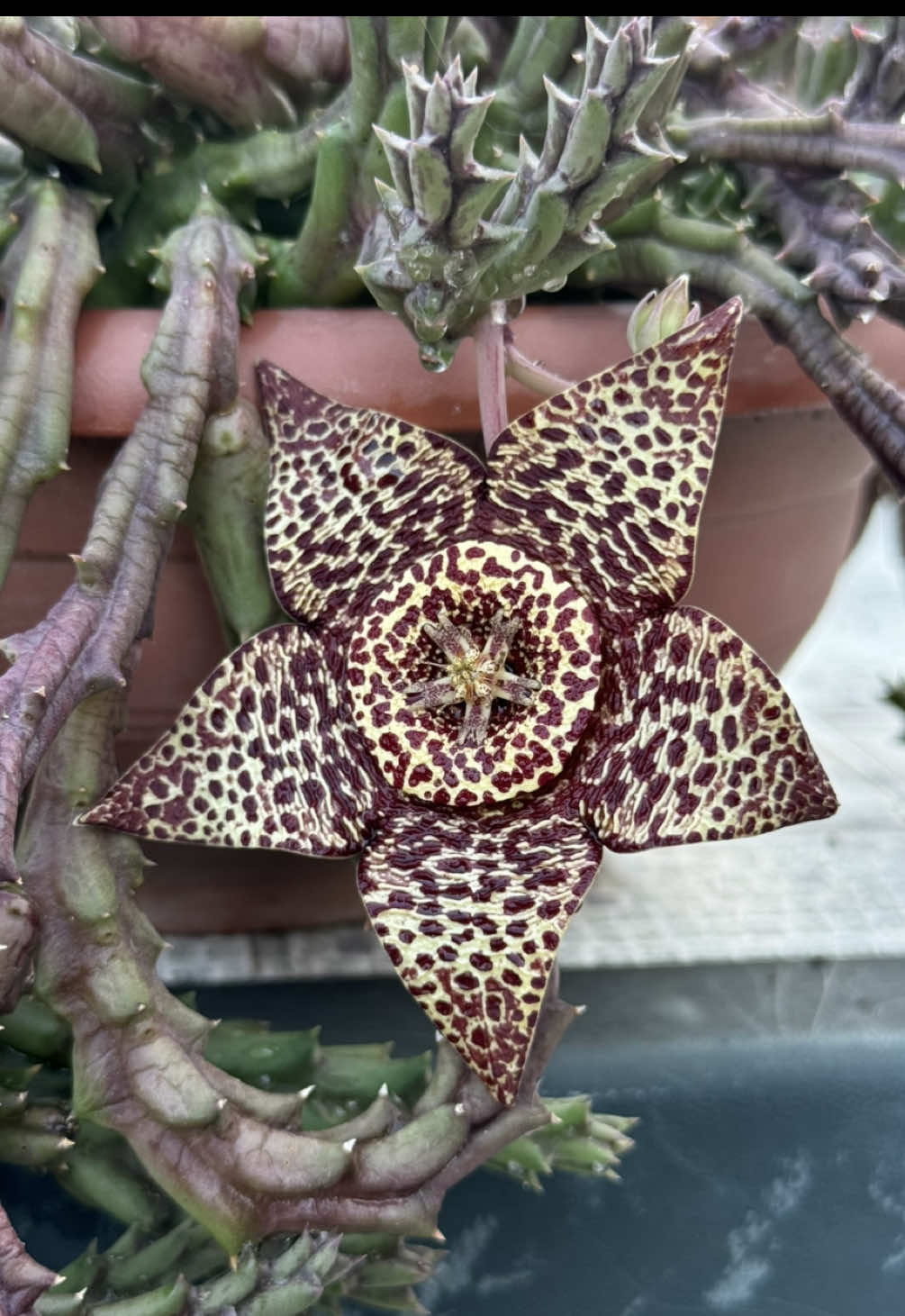 @Incanto Plant Shop