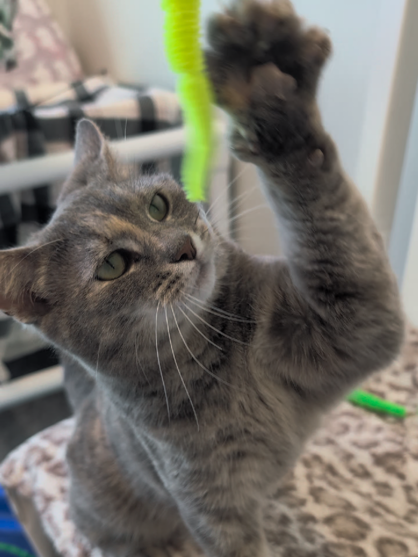 @Friends of Strays