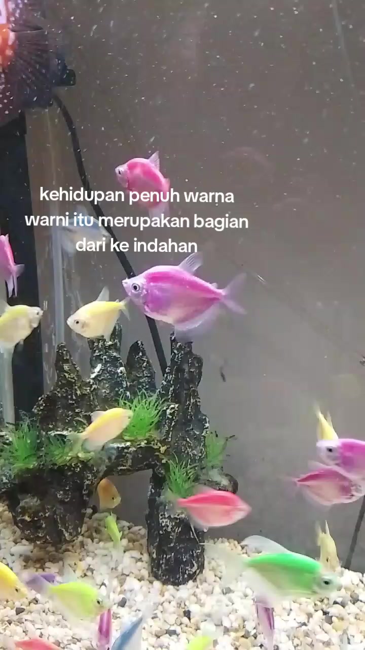 @mustafa bahsin