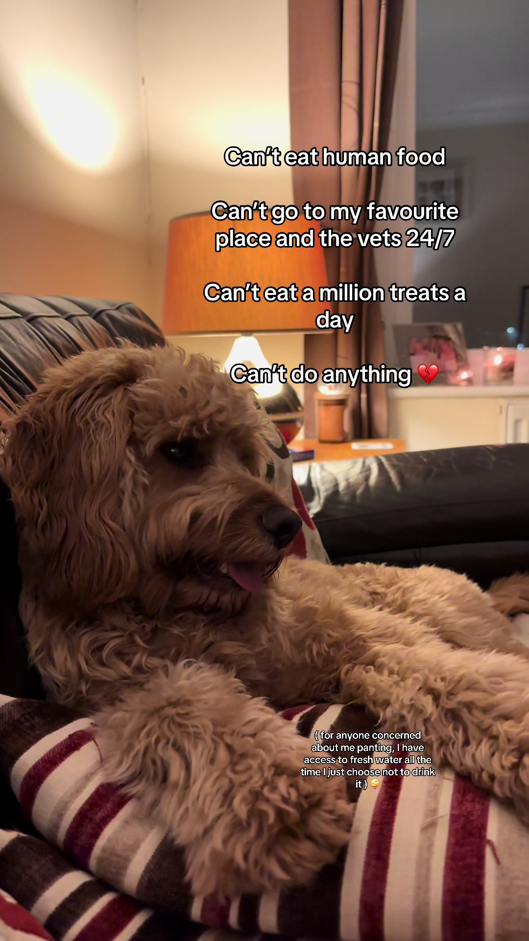 @Max the cavapoo 🐾