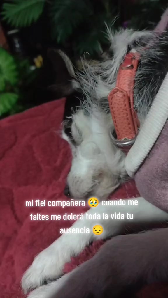 @priscila
