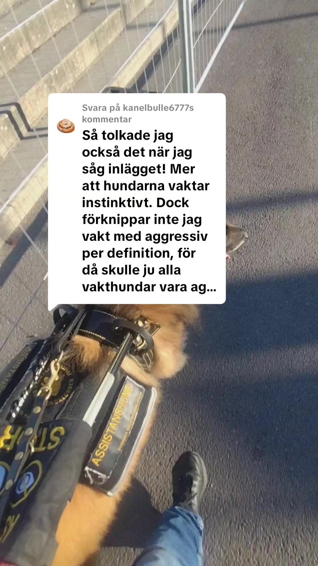 @Fenix-Tervueren AssistanceDog