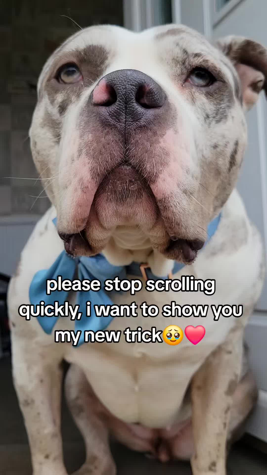 @kirsty+starlight the xl bully