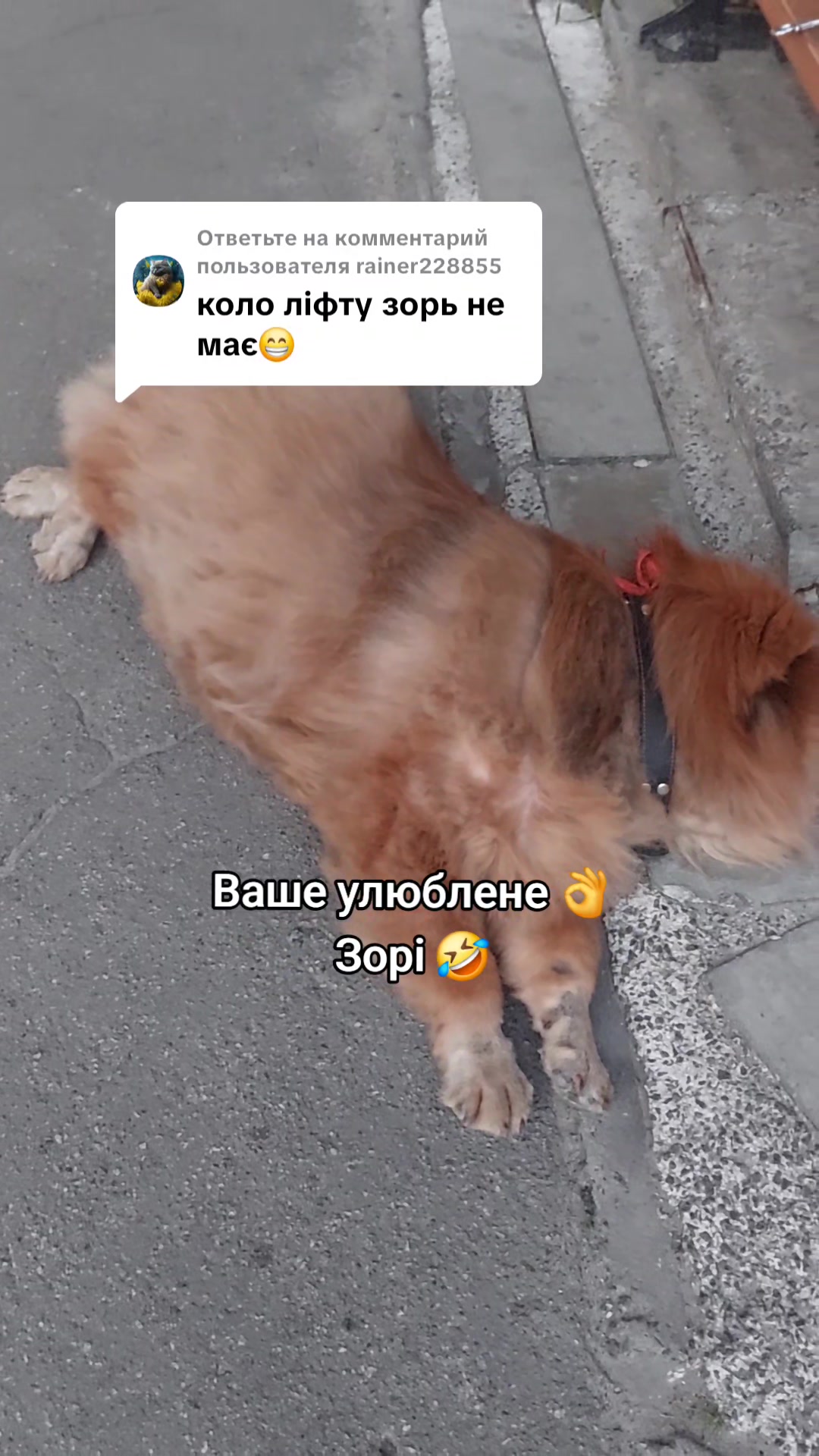 @Чау чау Тимоша❤️