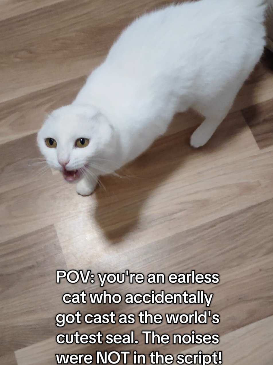 @Fluffy and Pixie