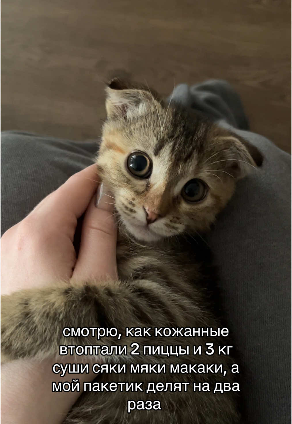 @kotik_unaa