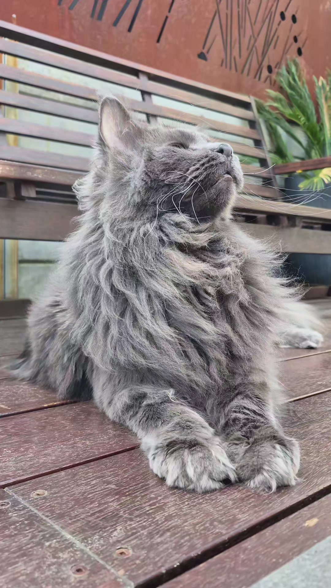 @Ragnar the Maine Coon 🐈