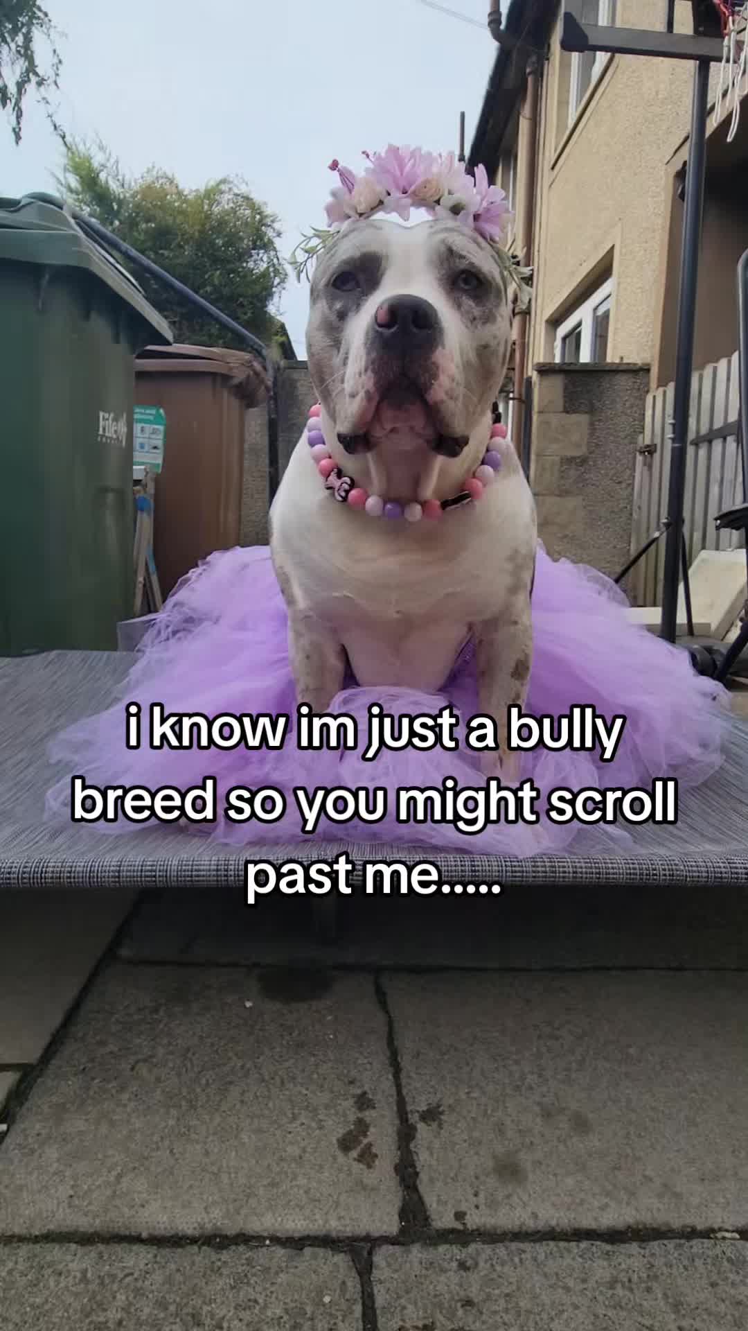 @kirsty+starlight the xl bully