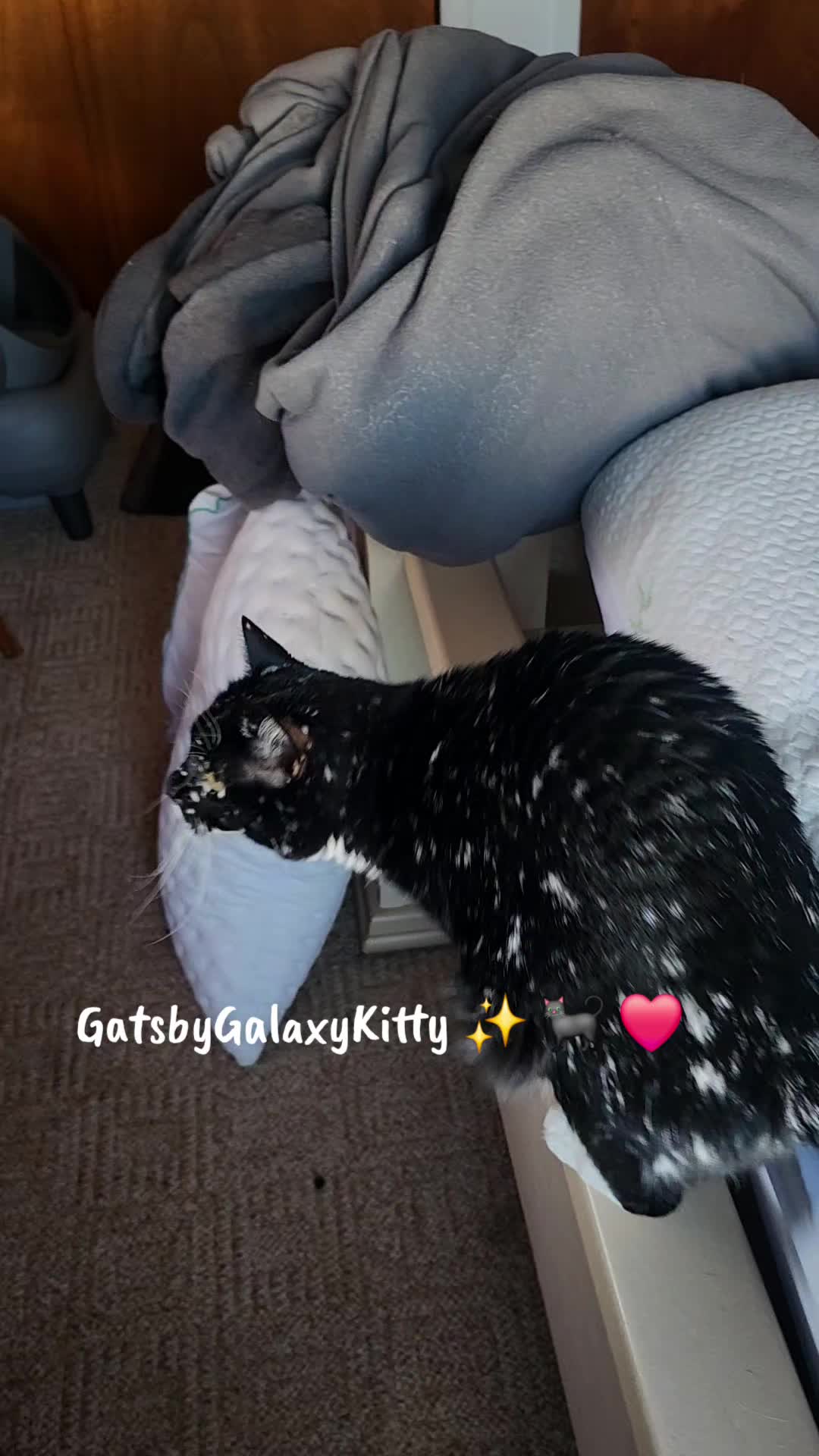 @gatsbygalaxykitty