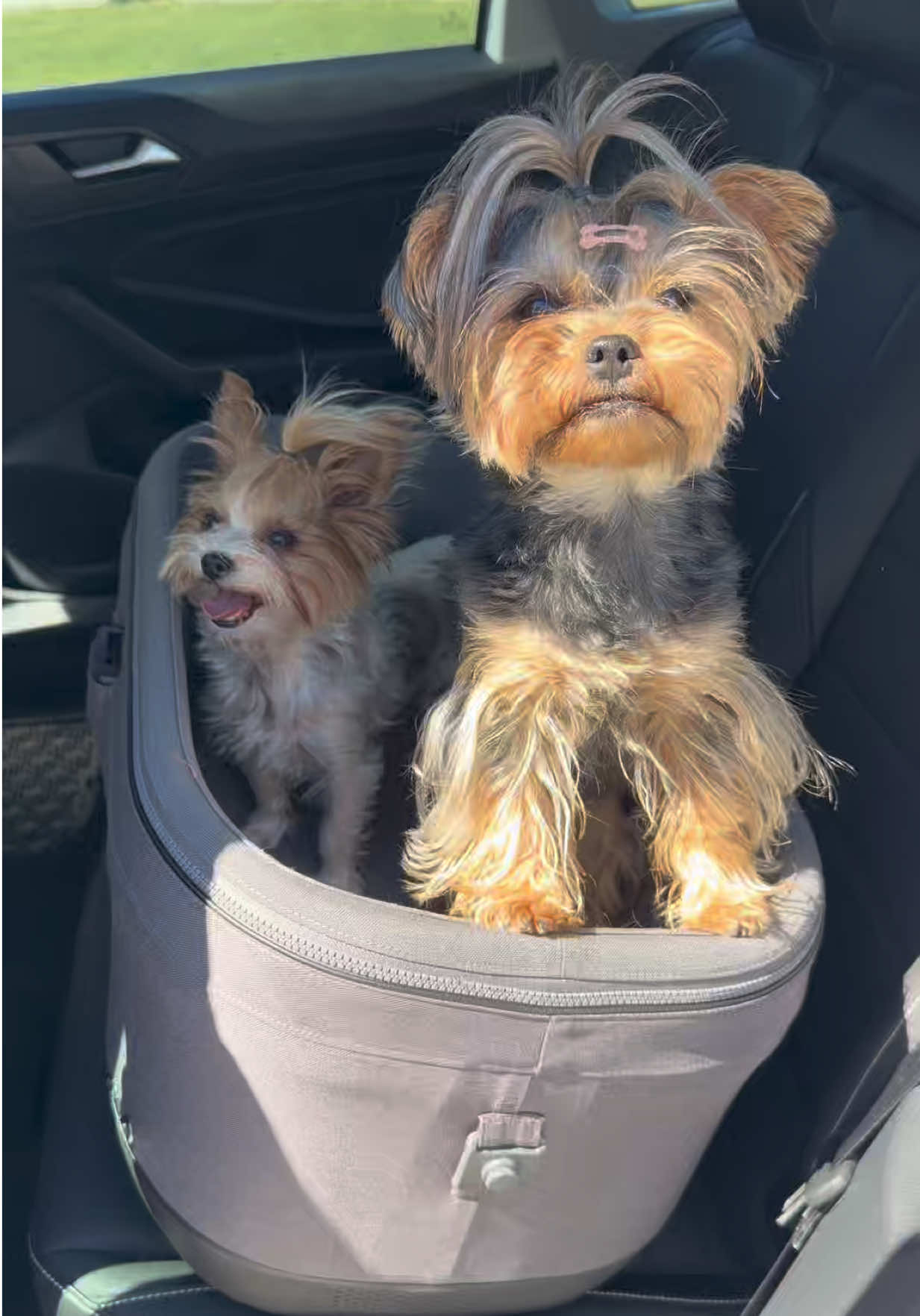 @The Utah Yorkies