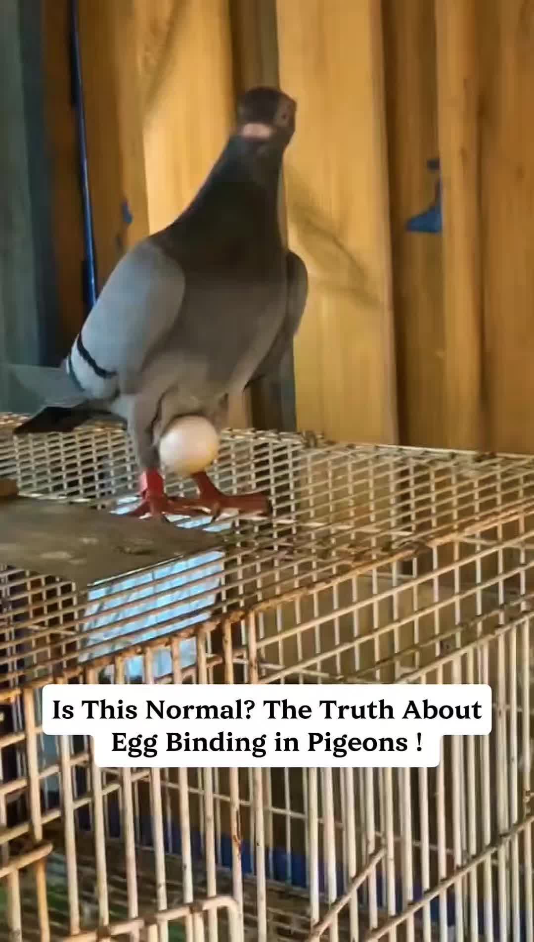 @TFRPL🕊️