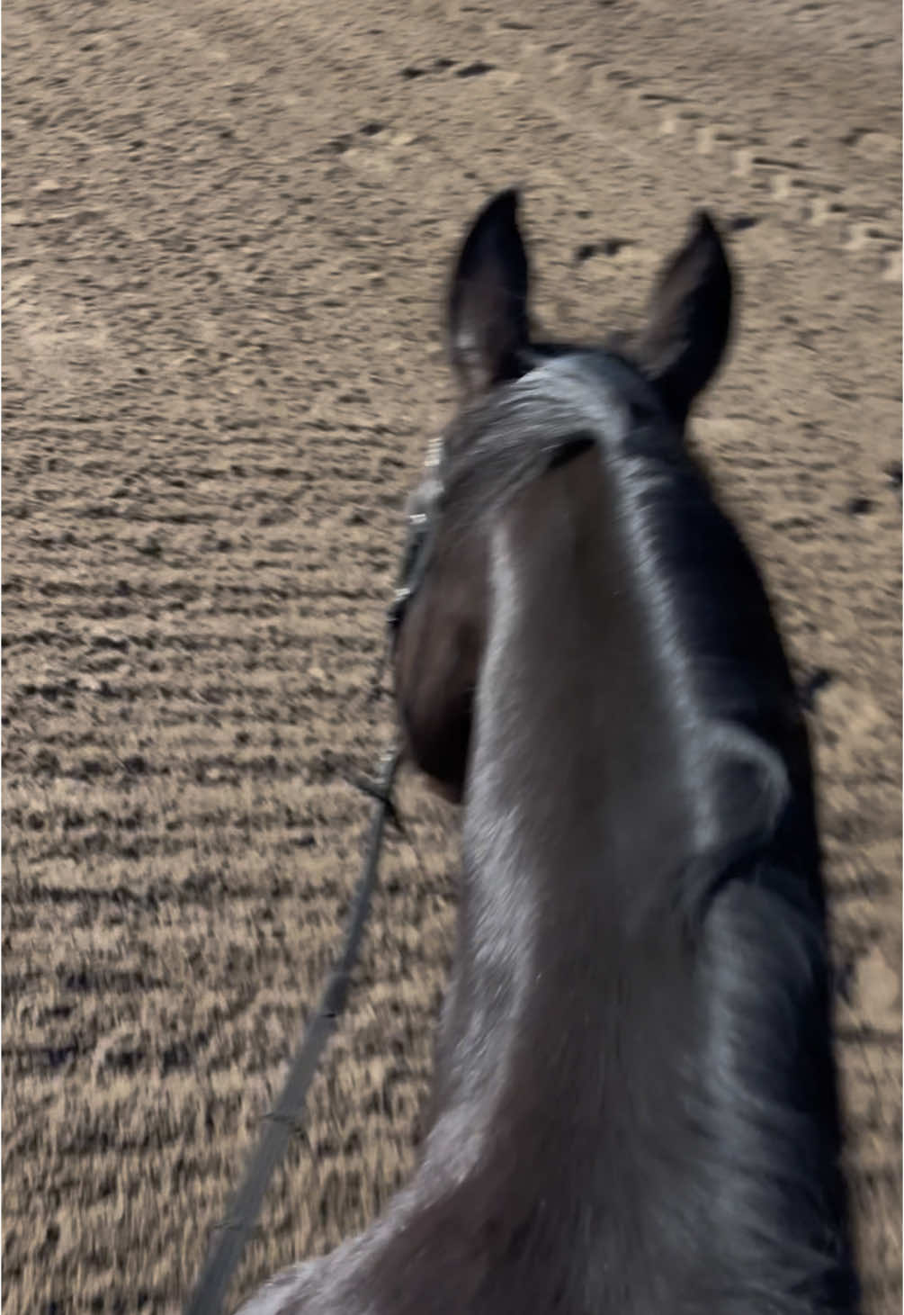 @Equestelli
