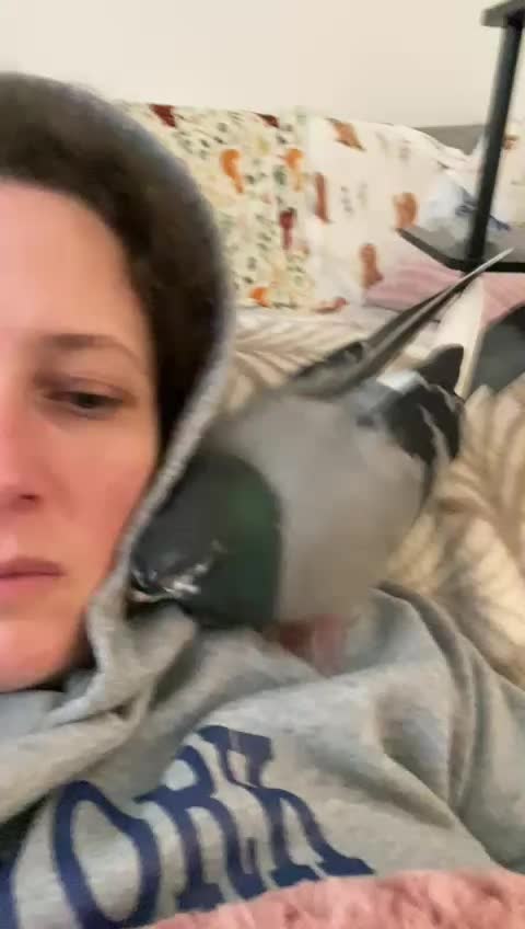 @whattheflock