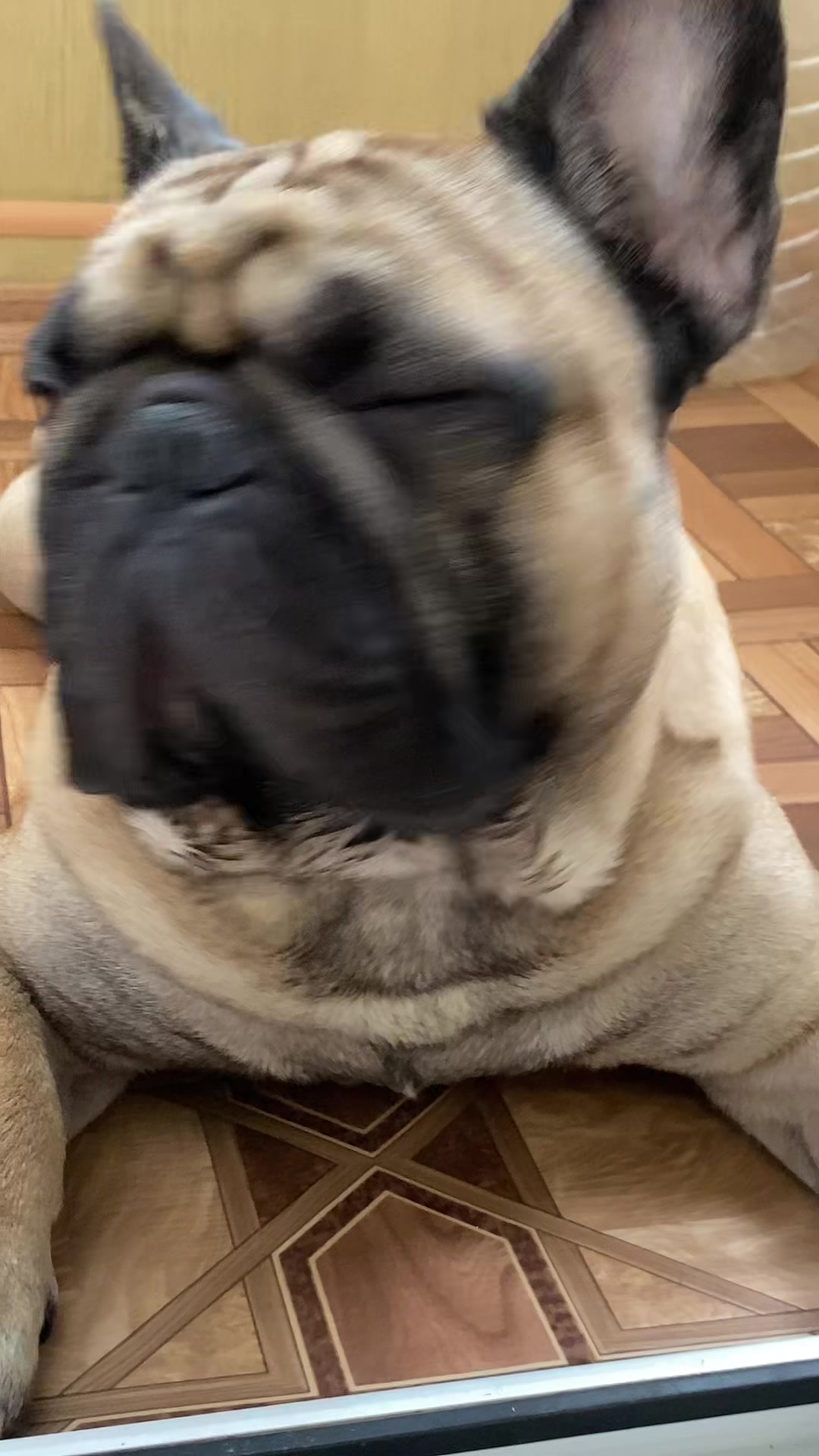 @_holly_bulls_