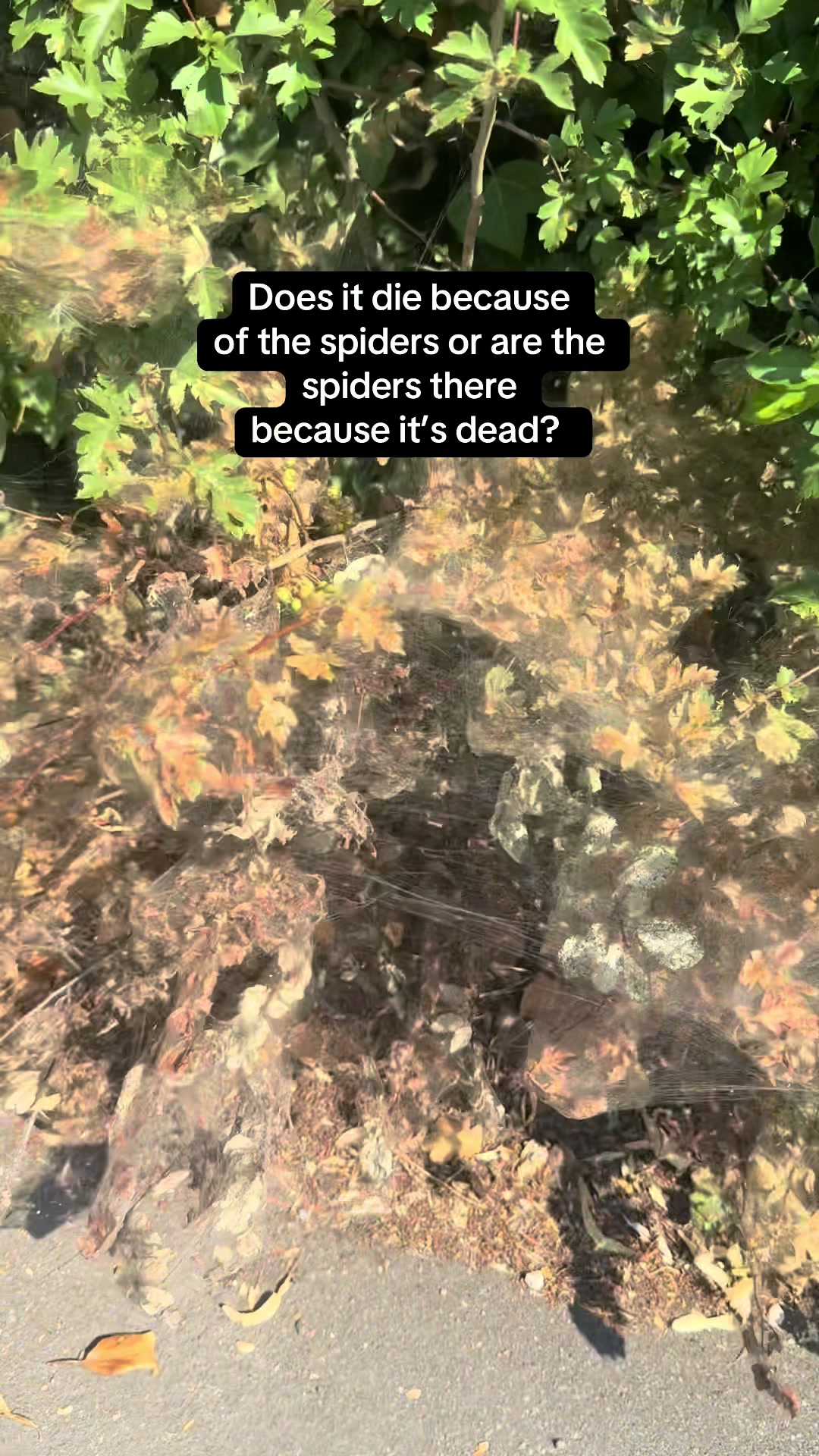 @motherofmultiplespecies