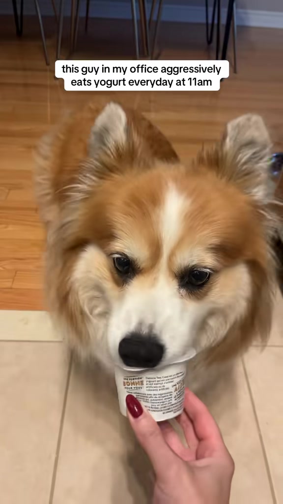 @hudsonthefluffycorgi