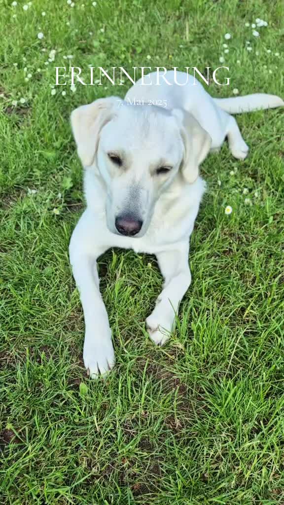 @Nicole🙋🏼♀️ mit 🐕Cora🐾🩷