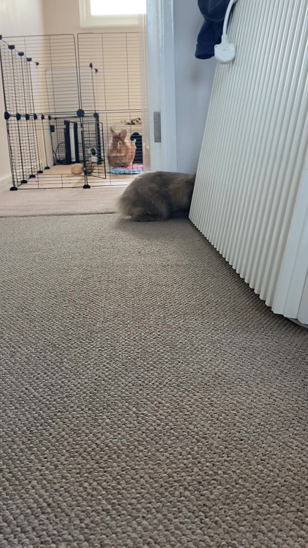 @Marmite🪽Toastie, Nala ♡