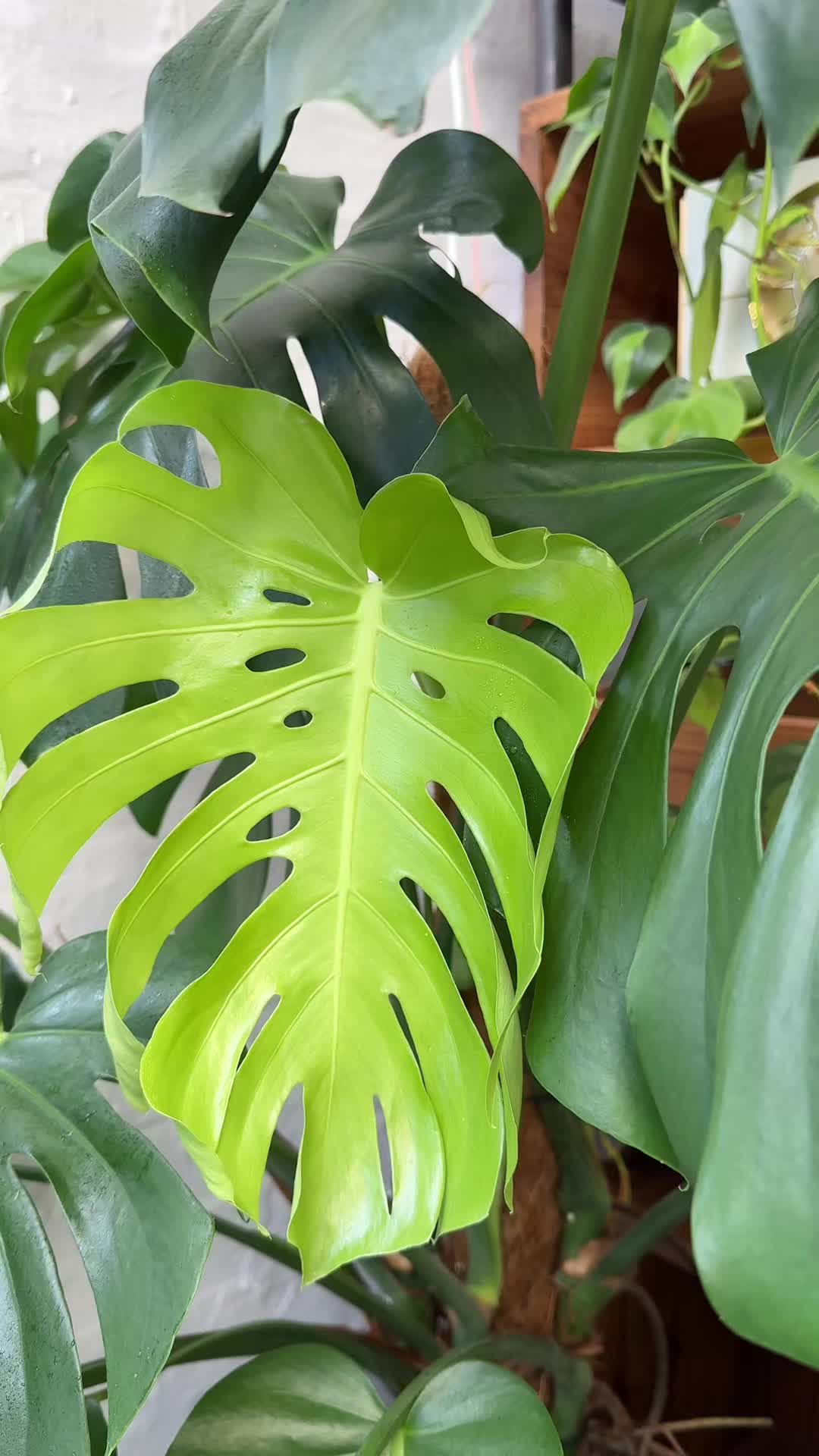@plantsbythere