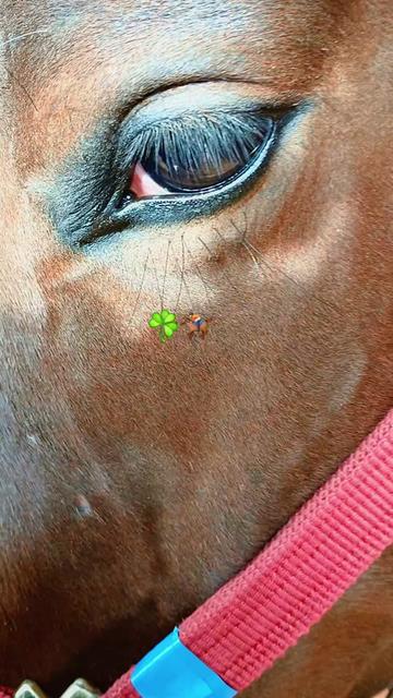 @morfeo 🐦⬛🏇🌾