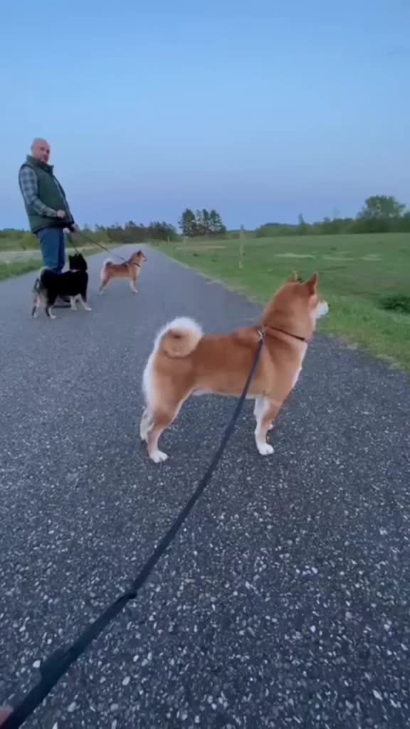 @Spirit of Asia Kennel