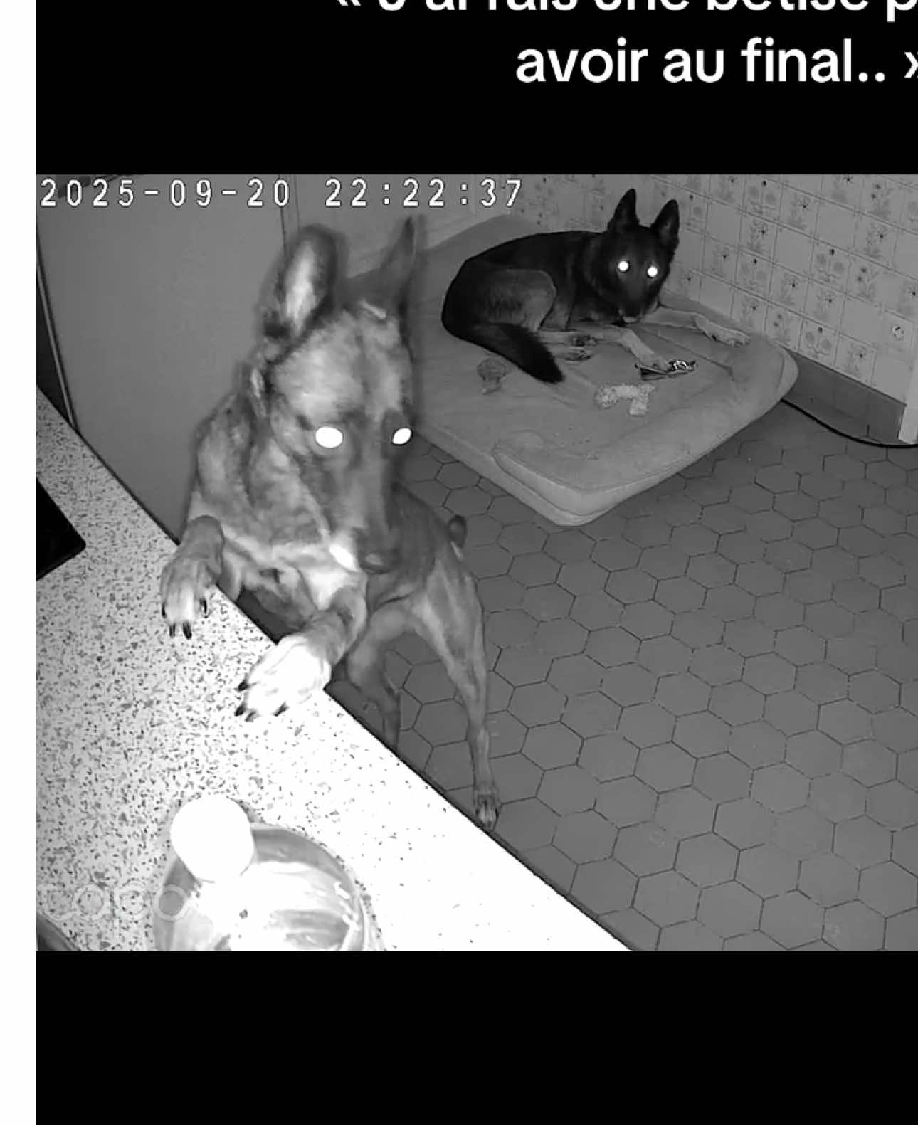 @Otha Malinois