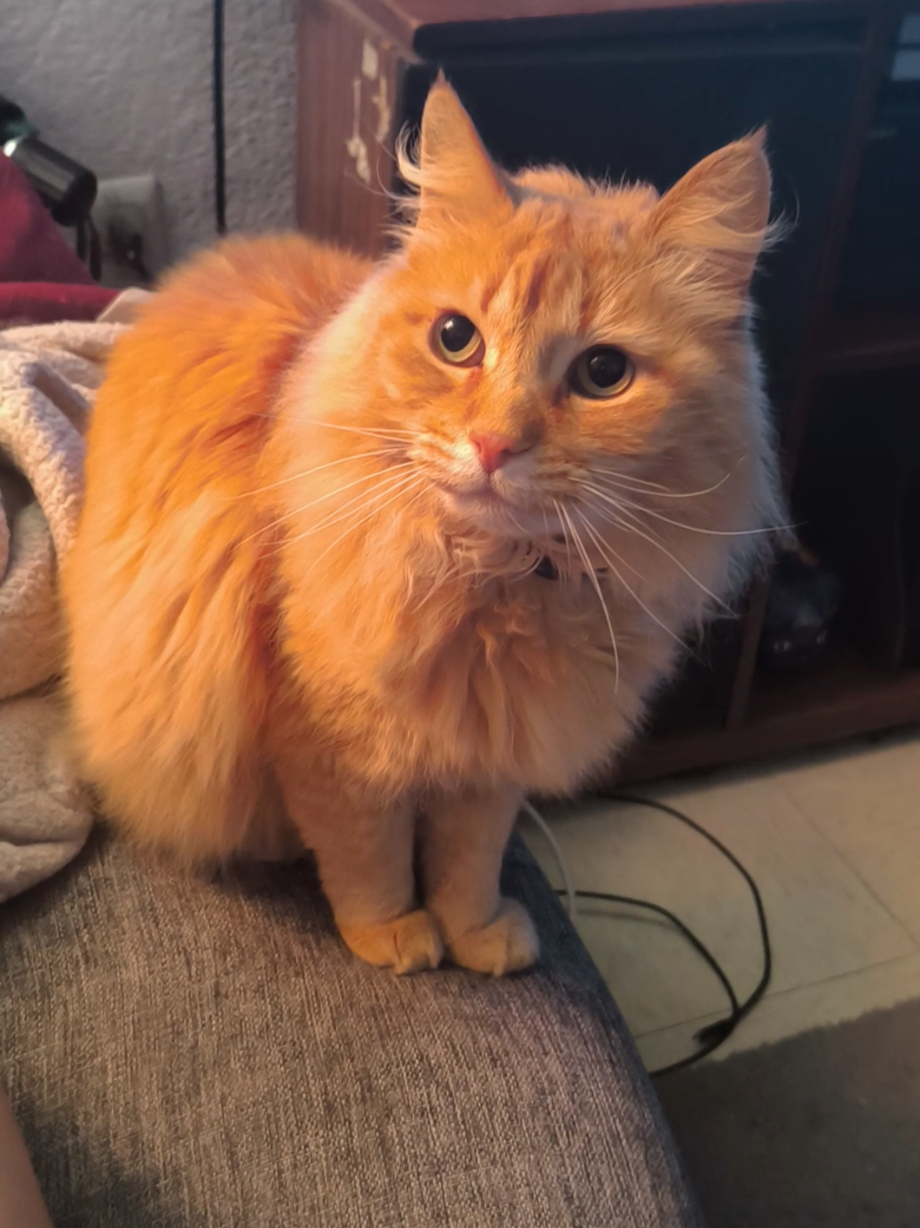 @CutiesCat House
