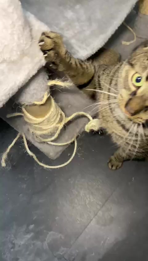 @Happykittycats_