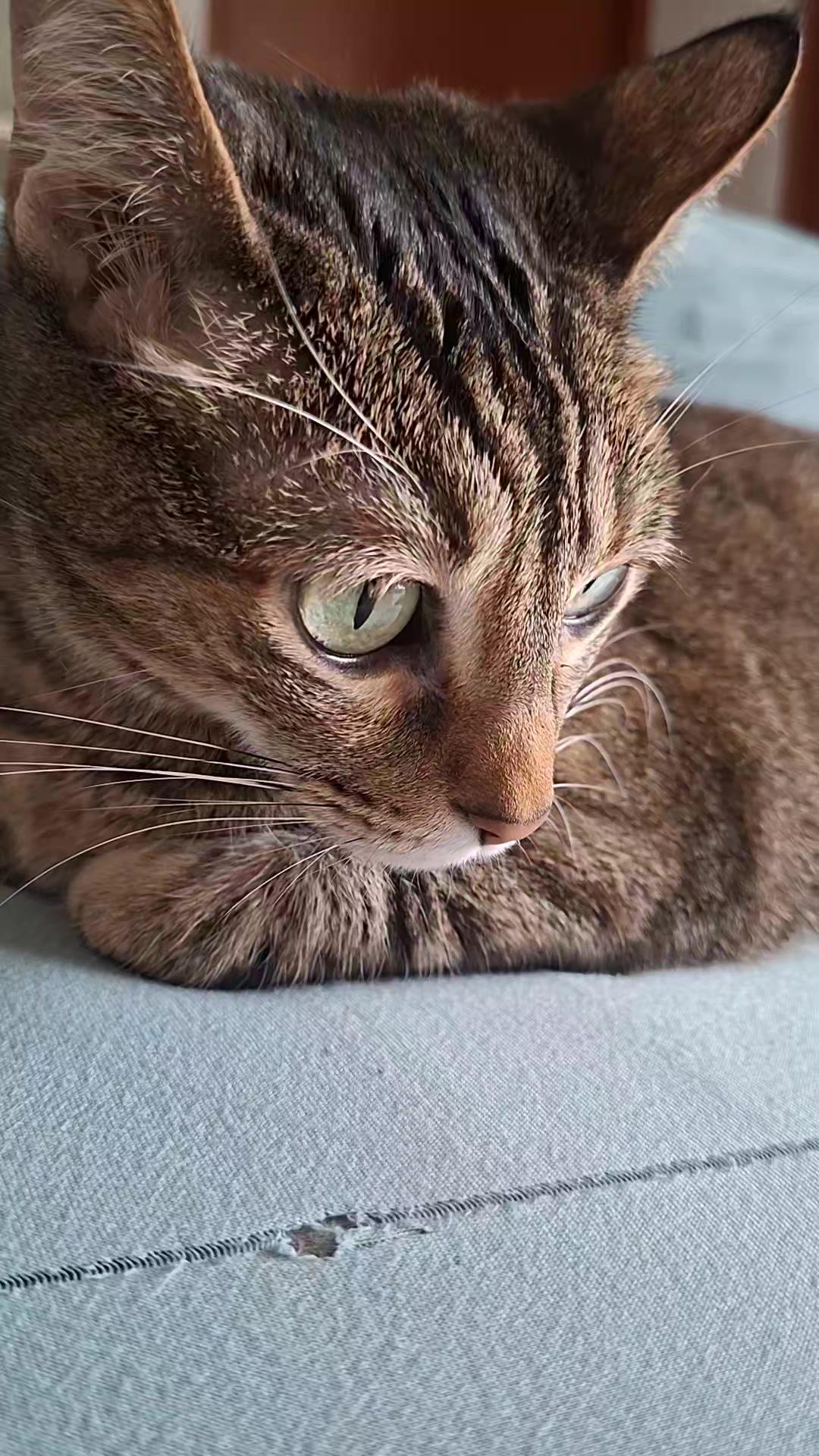 @KAI 🐈 Y LUA🐈⬛