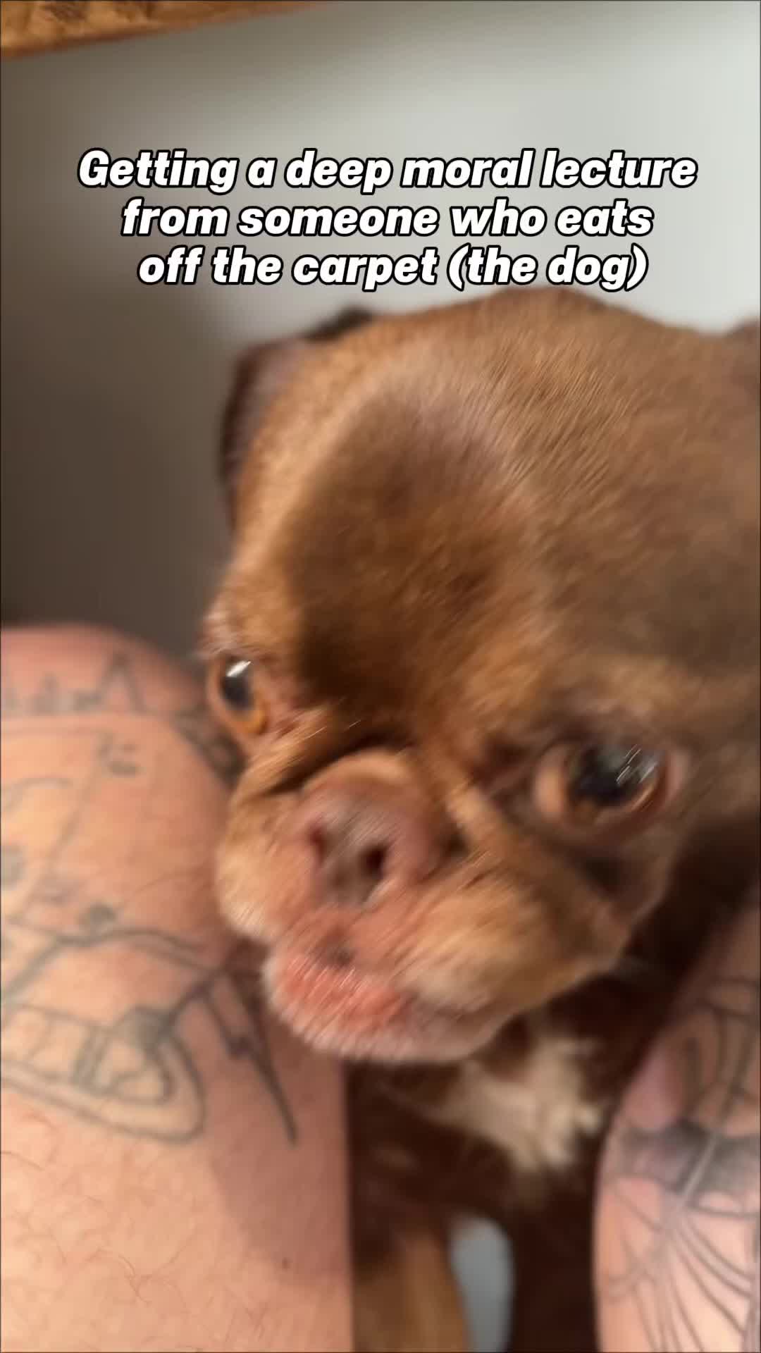 @ChilliThePug