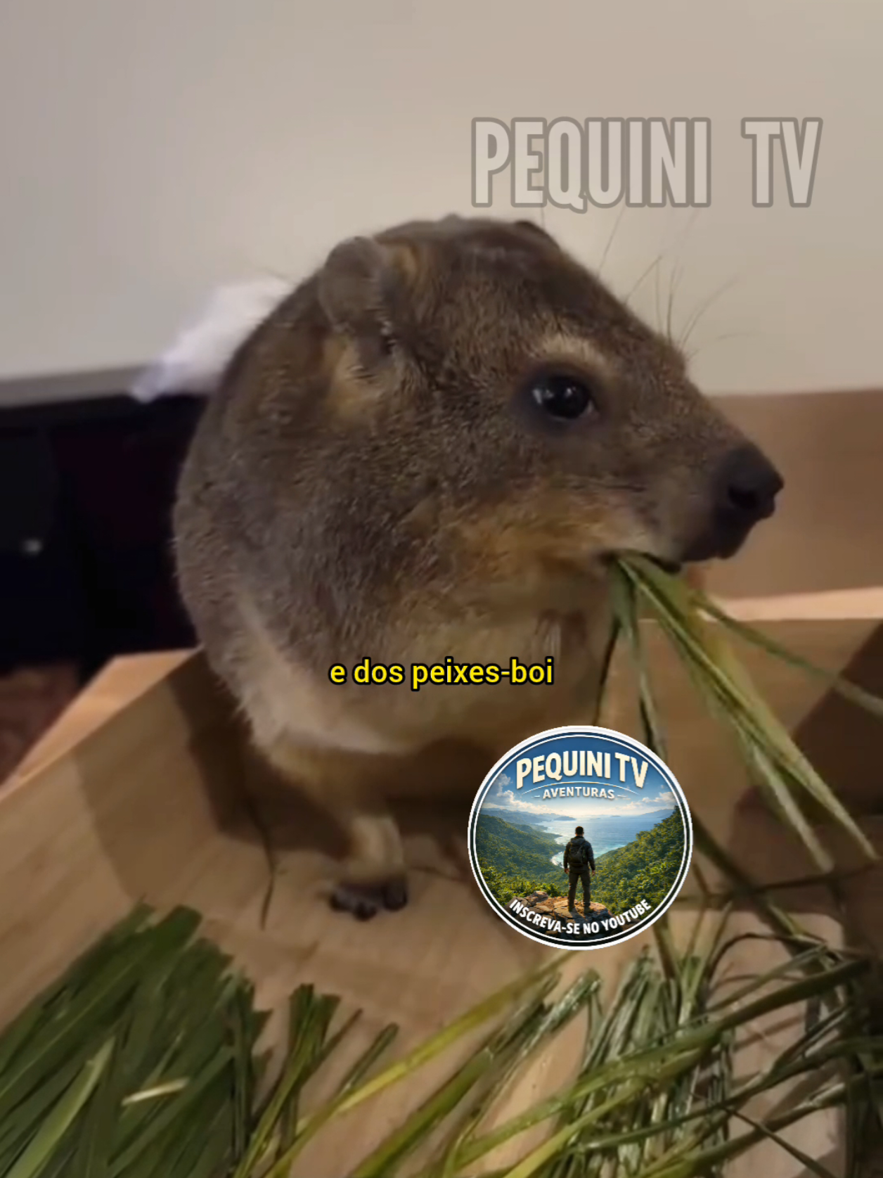 @PEQUINI TV