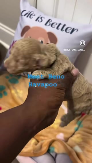 @Shortcake_kennel_2