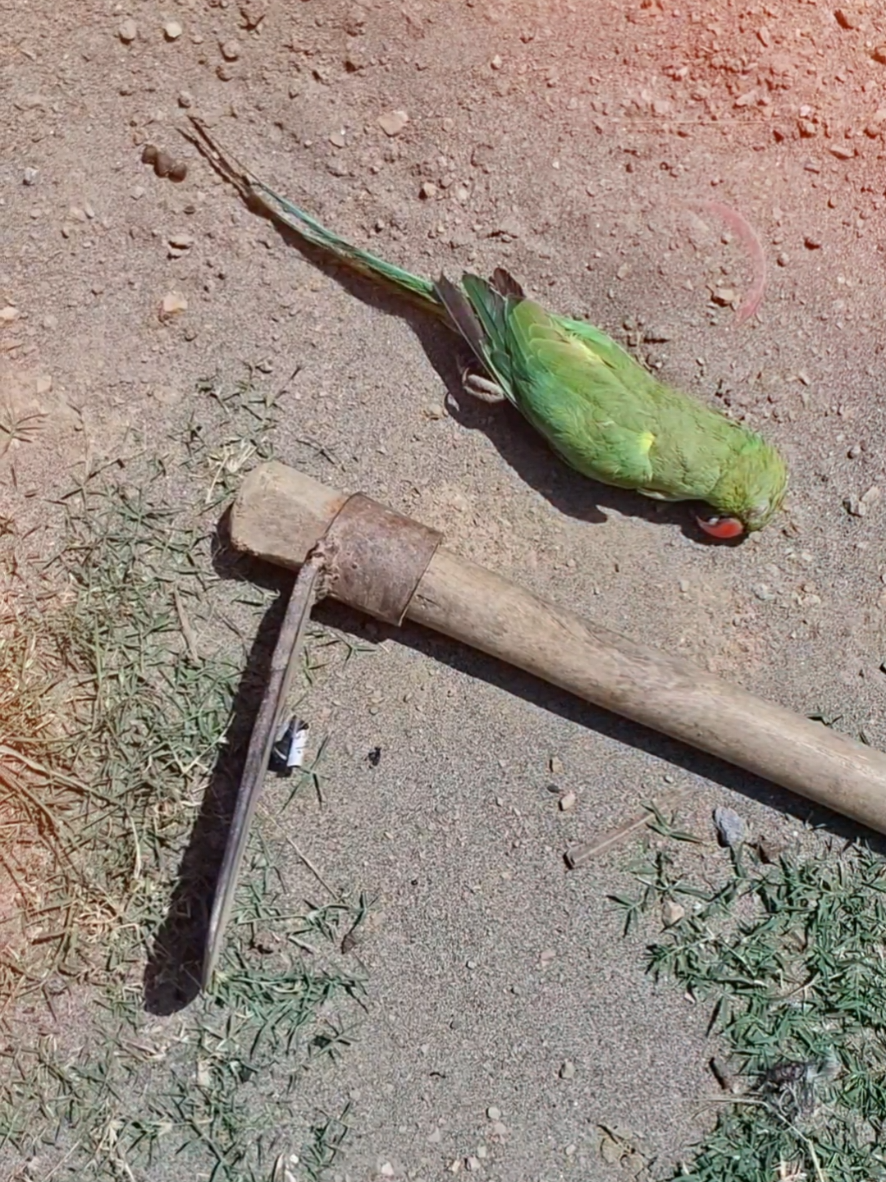 @𝕎𝔸ℚ𝔸ℝ 𝕄𝔼ℍ𝕄𝕆𝕆𝔻