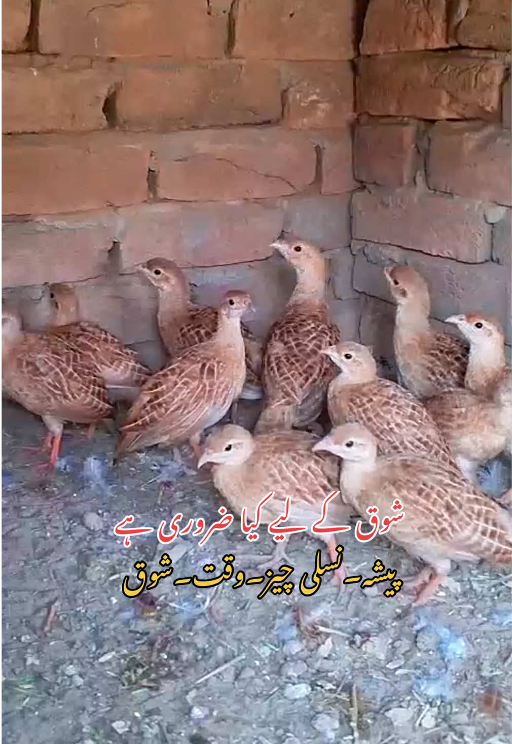 @Rayan Pets Zone