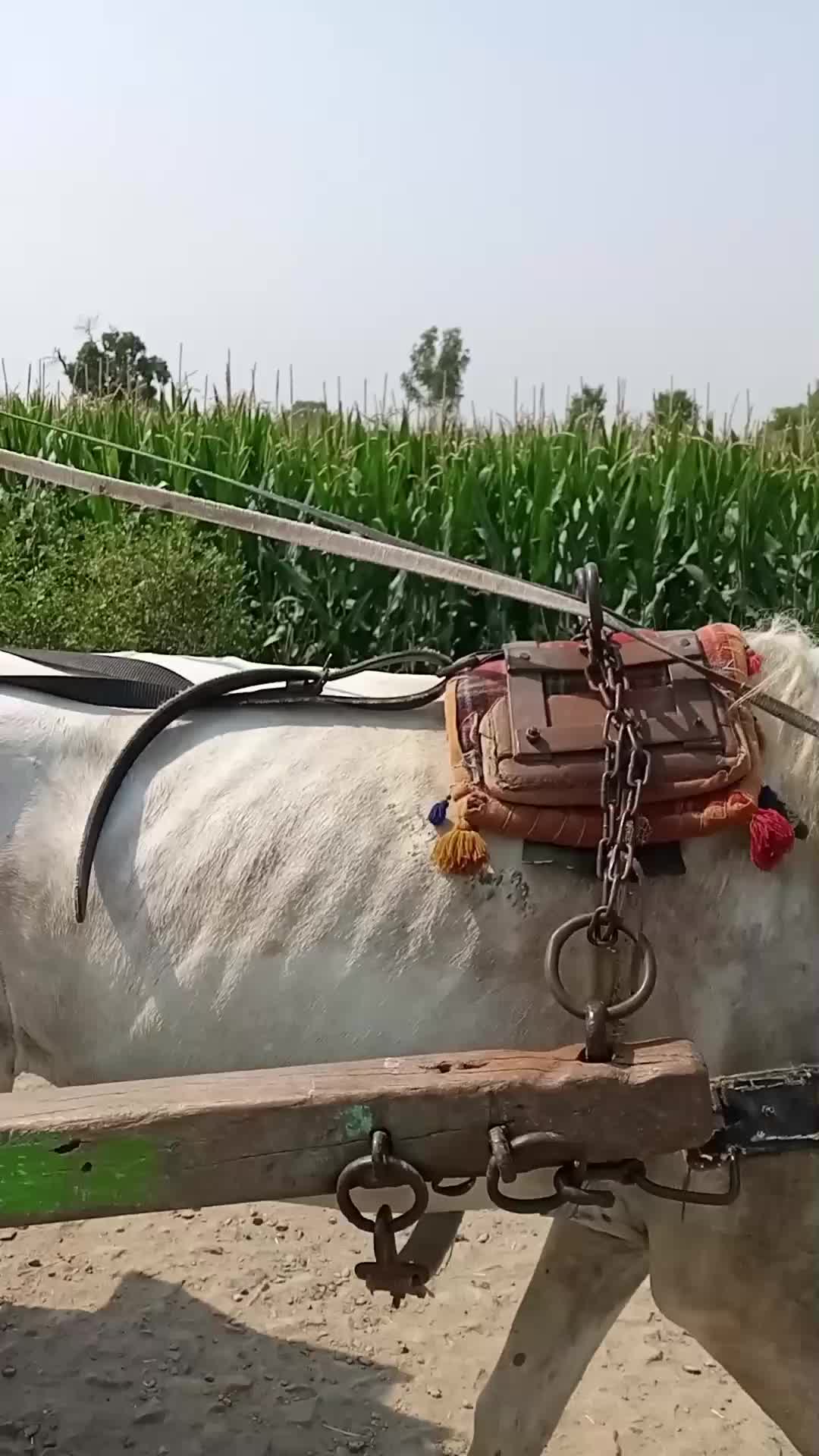 @Khan 1448