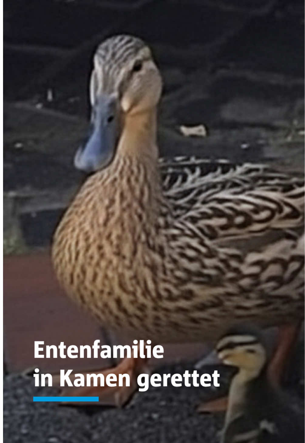 @Hellweger&ensp;Anzeiger