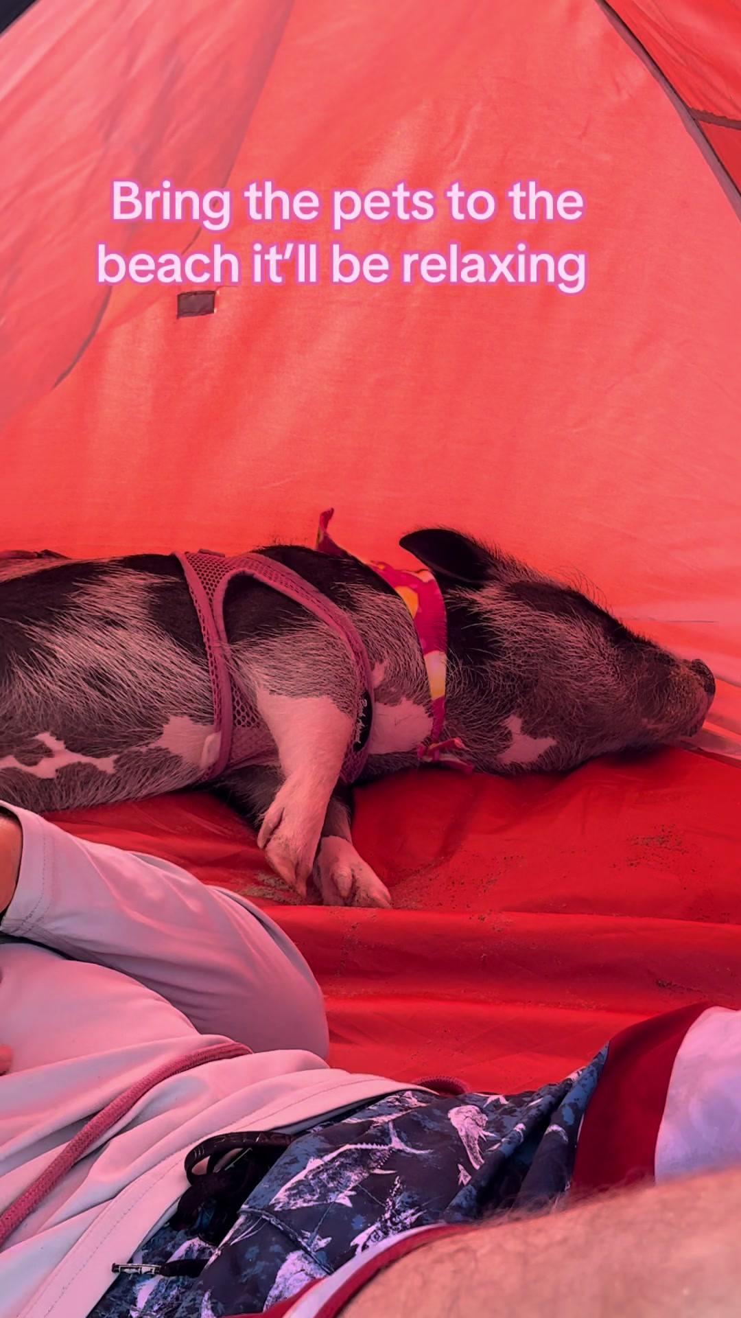 @LuLu The Pixie Pig