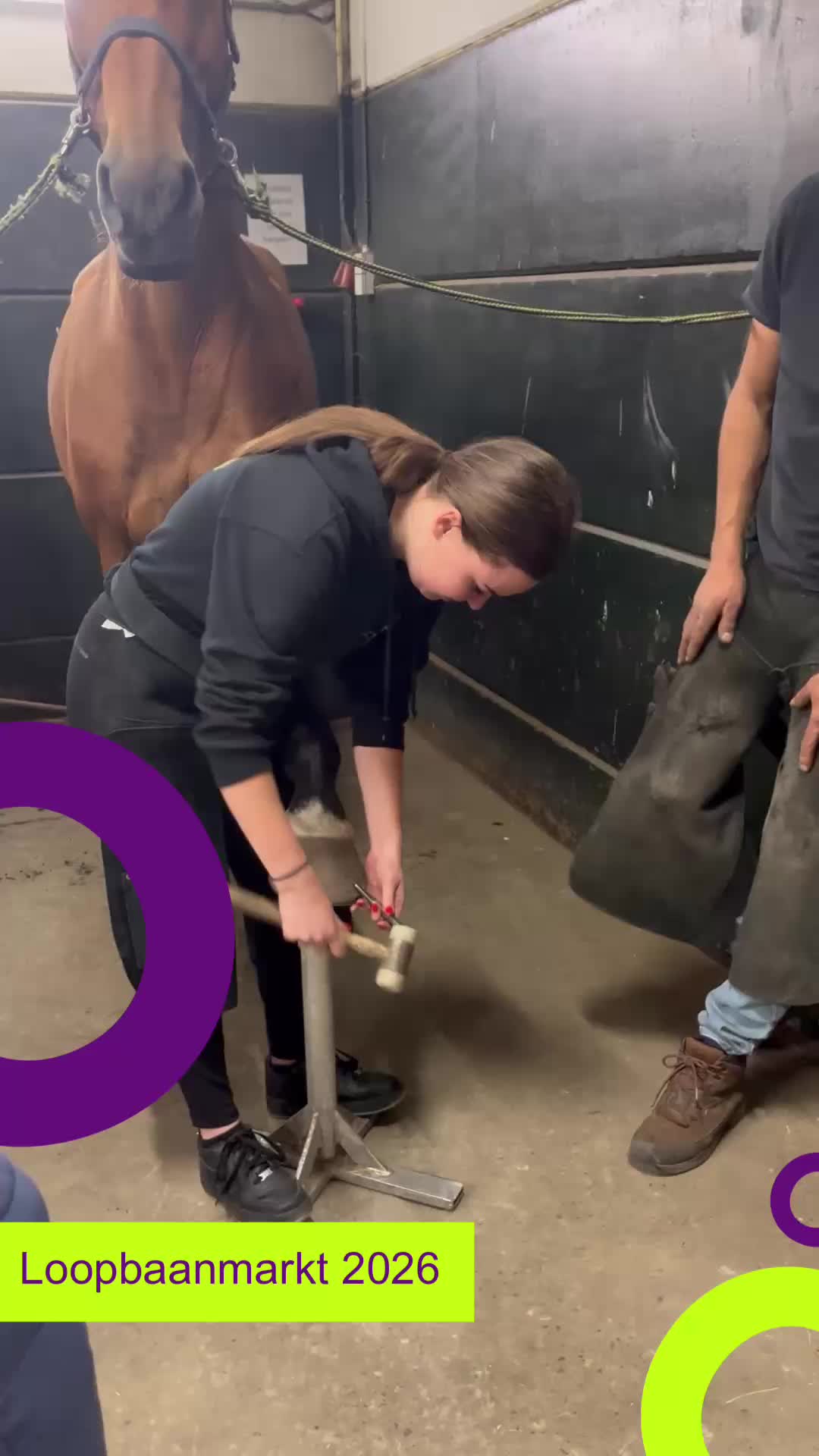 @Paardensport & -houderij Curio