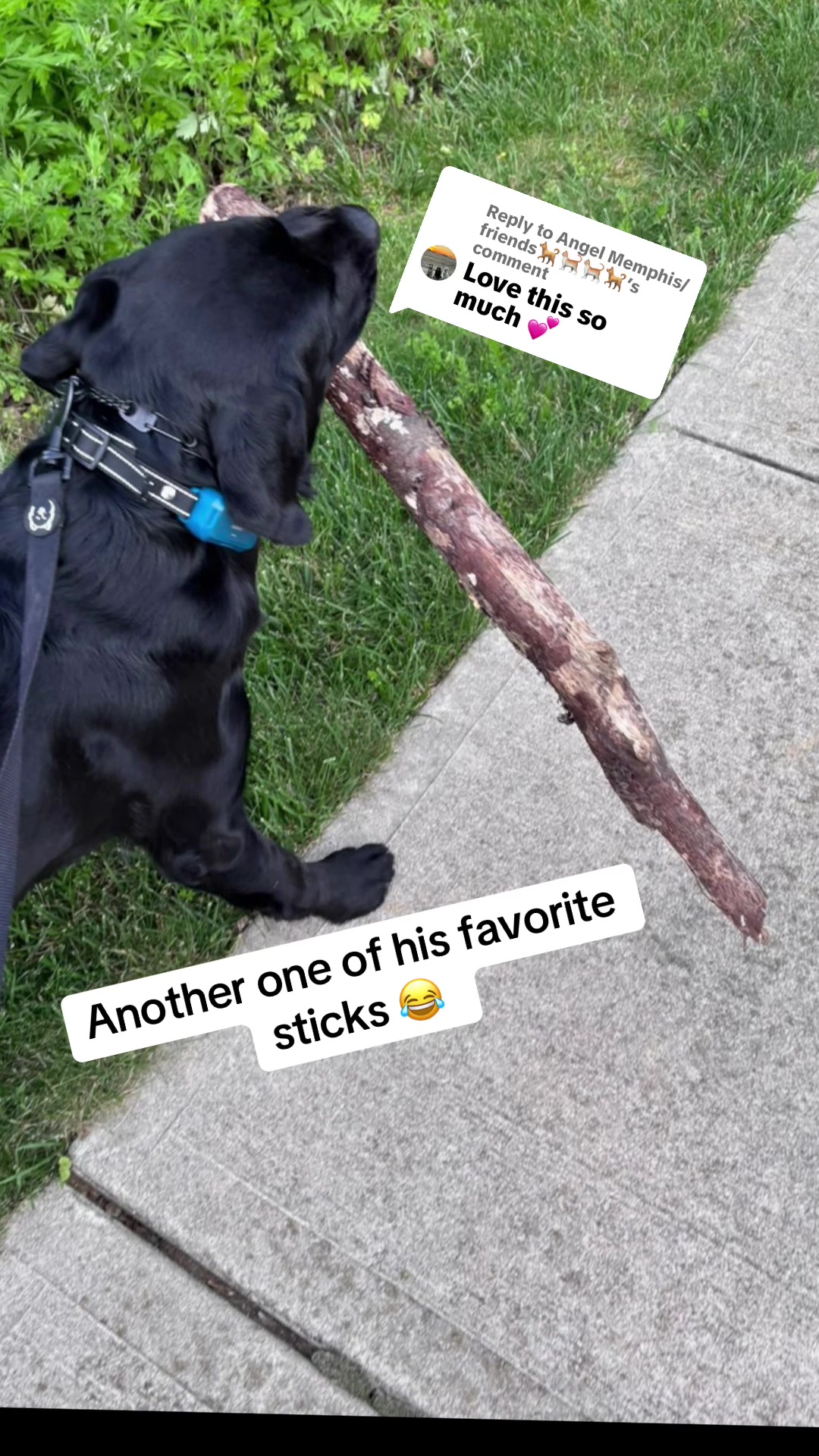 @Bentley and Buster Boo๐พ