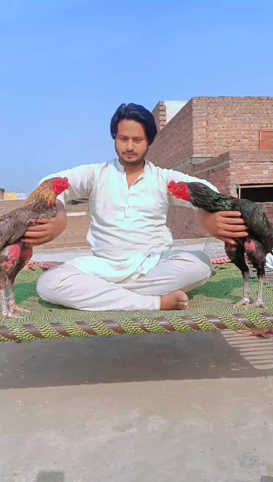 @Royal birds