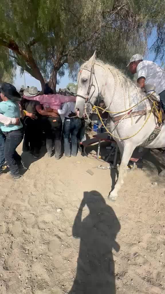 @Bella_o6🐴