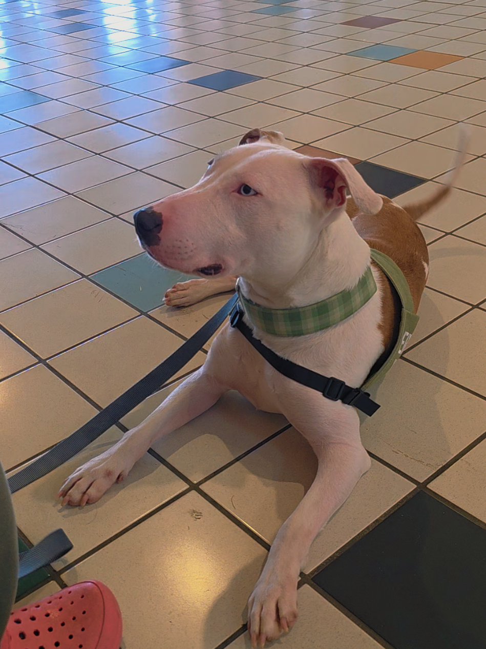 @Canine Wonders Training