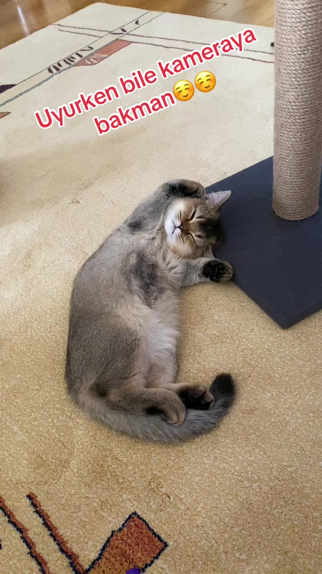 @🐾 Noya 🐾