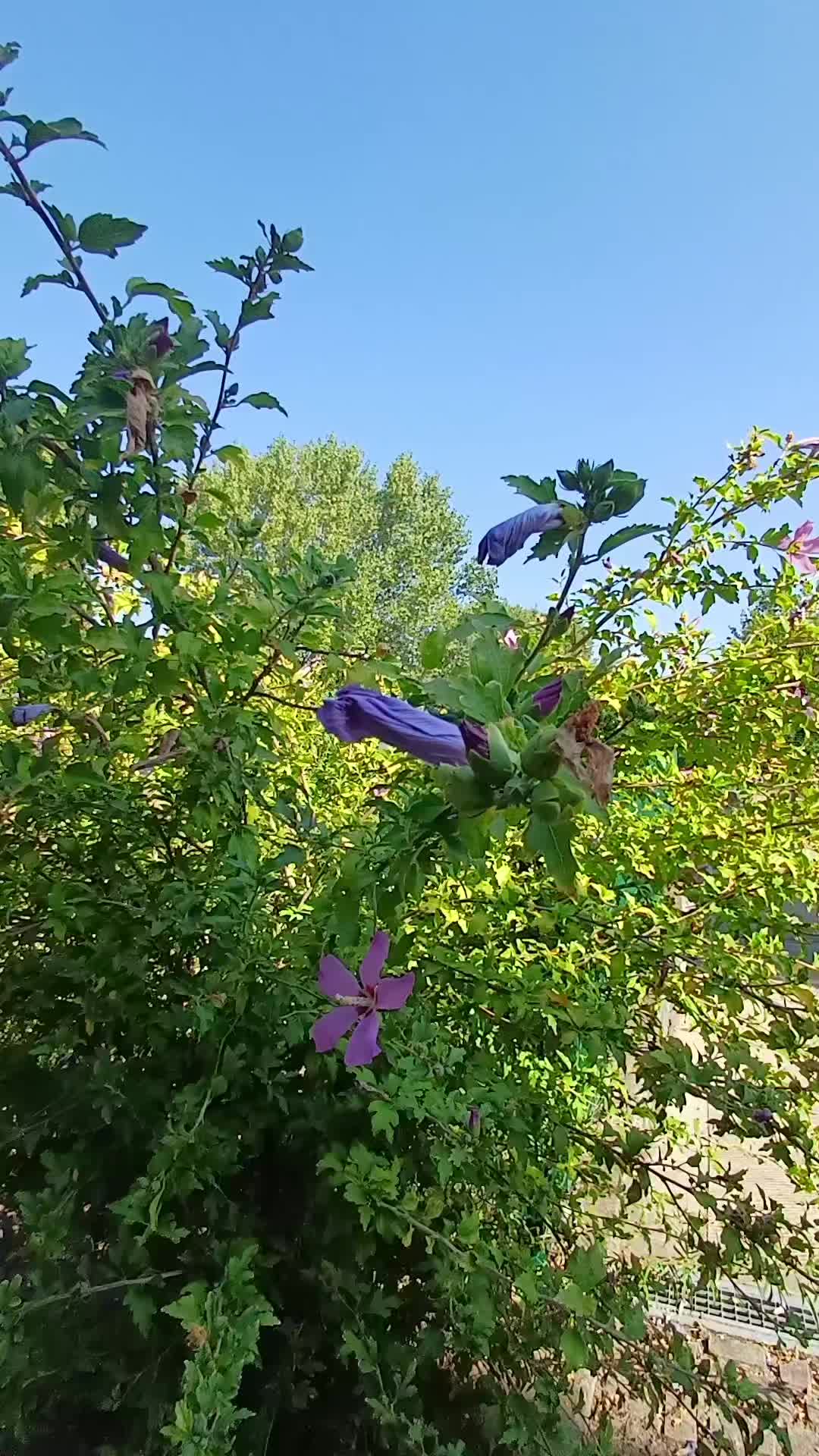 @𝑨ᥫ᭡