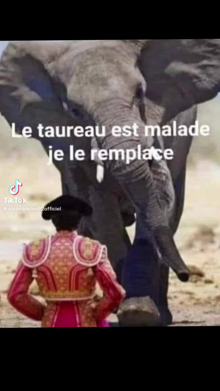 @stephanelevinternational