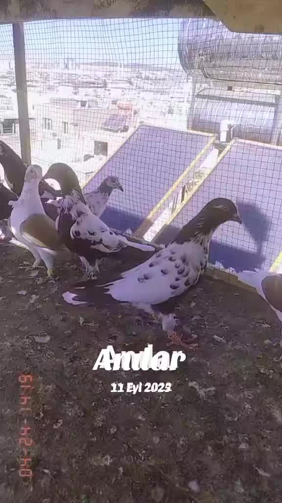 @Ahmet Akcakaya