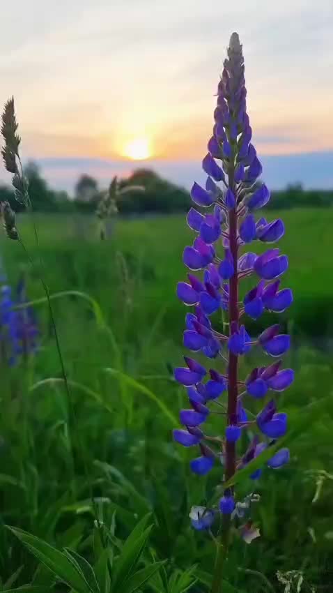 @fnouni_loubna